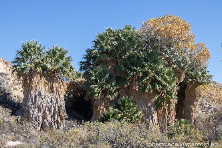 Joshua Tree National Park